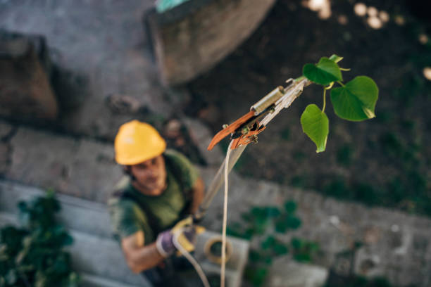 How Our Tree Care Process Works  in Havelock, NC